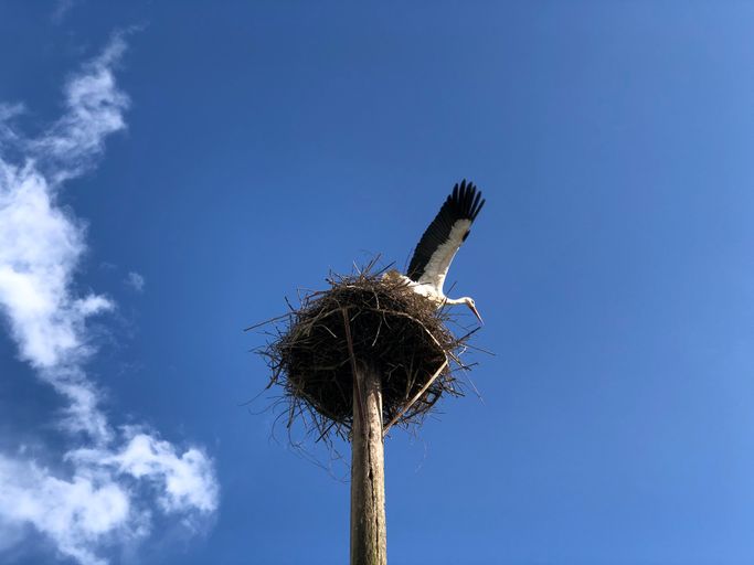 Storch