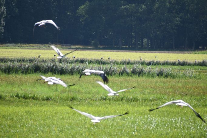 Storchen Flug