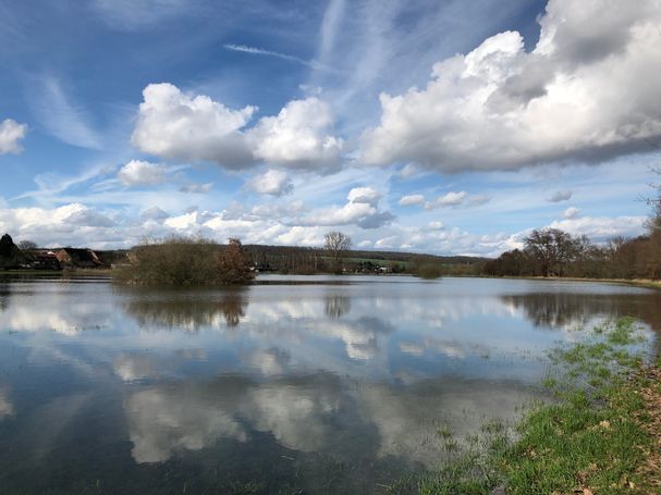 Eichen im Wasser